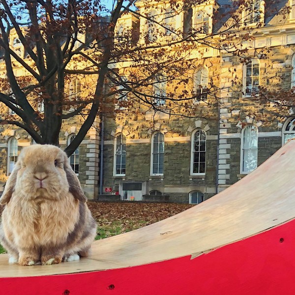 A rabbit sitting on a bench outside