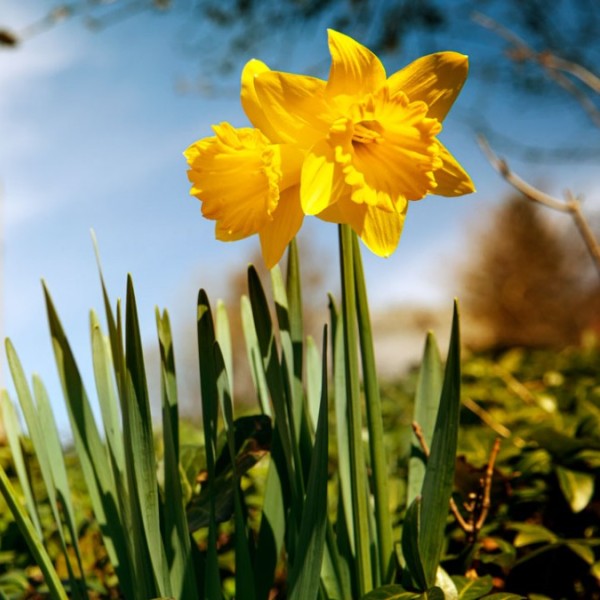 Yellow daffodils outside on campus with McGraw Tower in the background