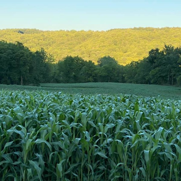 field of corn with sun in the background
