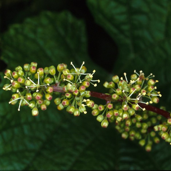 Grape flowers