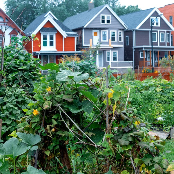 urban garden with houses in the background