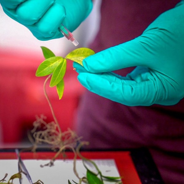 A researcher injects AquaDust into leaves