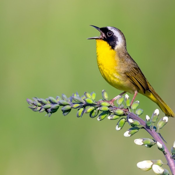 A yellow bird sitting on a branch outside singing