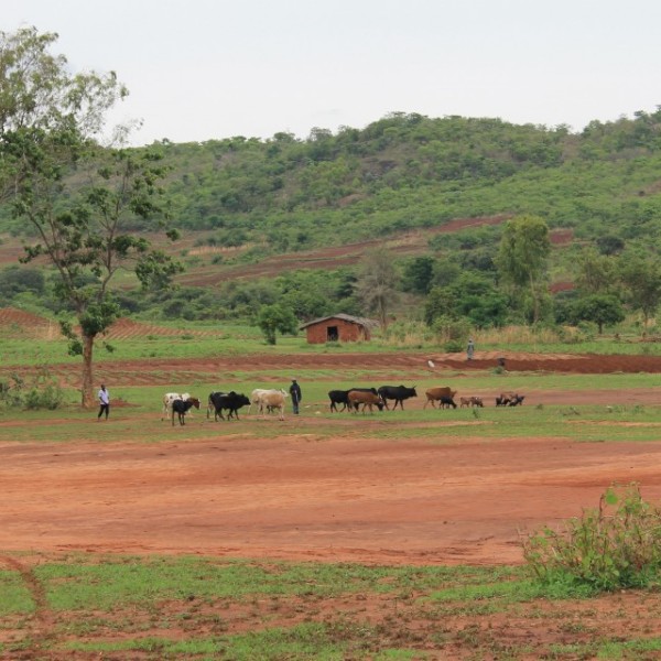 Farmland near Ekwendeni, Malawi