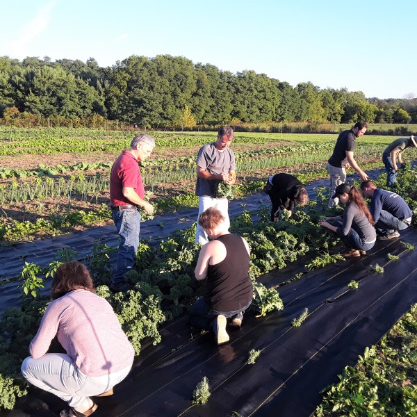 Beginning Farmer Training Program members harvesting in a field