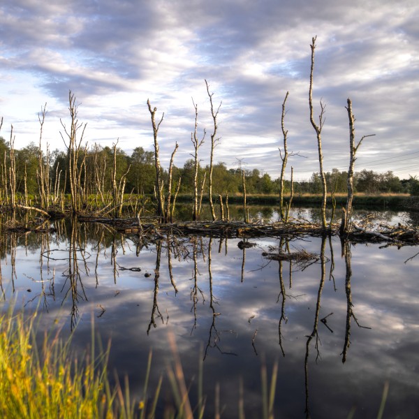 Body of Water Near Green Trees Under Cloudy Sky
