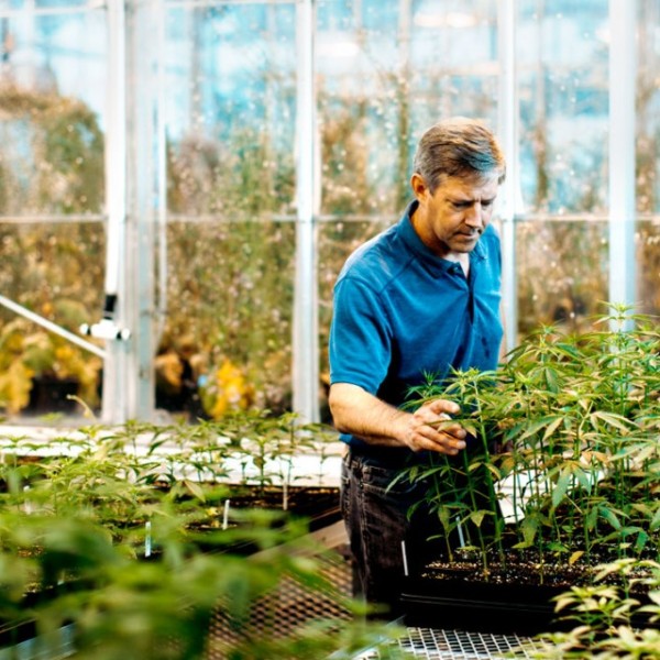 Larry Smart checks industrial hemp plants in a greenhouse