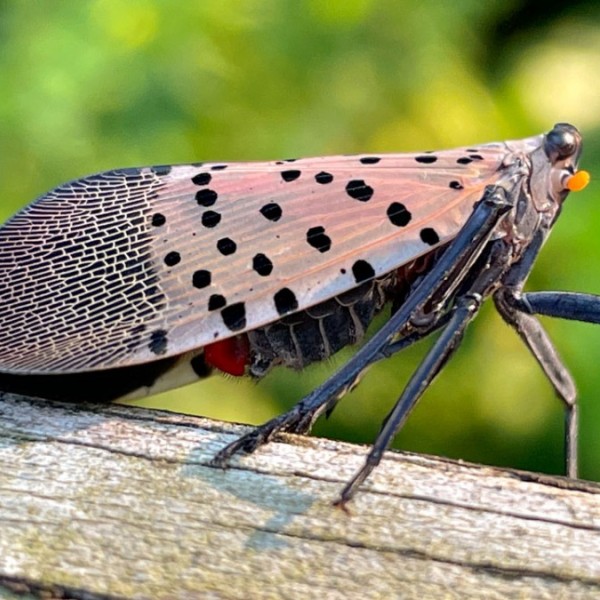 An adult spotted lanternfly sitting on a branch