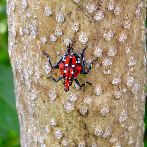 A spotted lanternfly in its fourth stage on a tree