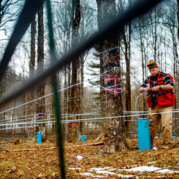 A man inspects Anot Forest Maple Lines