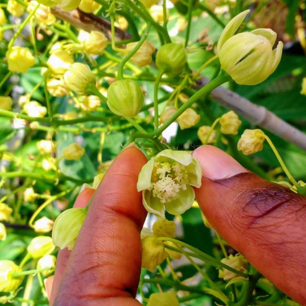 A cassava flower held by two fingers