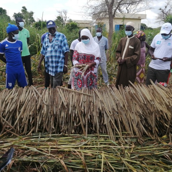 A group examines a harvest of pearl millet outside in a field