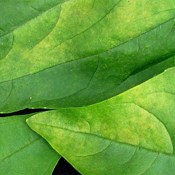 Basil leaves with orange between veins, symptomatic of basil downy mildew