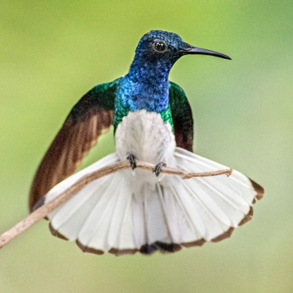 A white-necked jacobin hummingbird on a branch