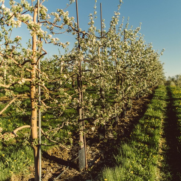 high density apple planting at Cornell Orchards