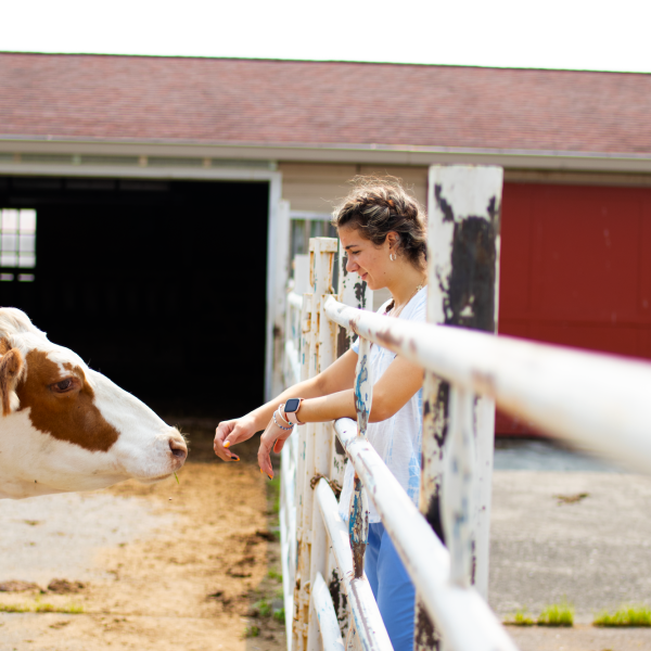 Chloe Chavez standing with a cow outside a barn