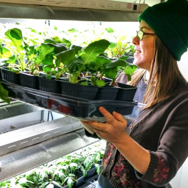  Margaret Ball tending to plants growing in a tray in a grow room.