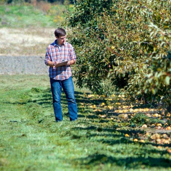 Colin Day evaluating fruit in orchards