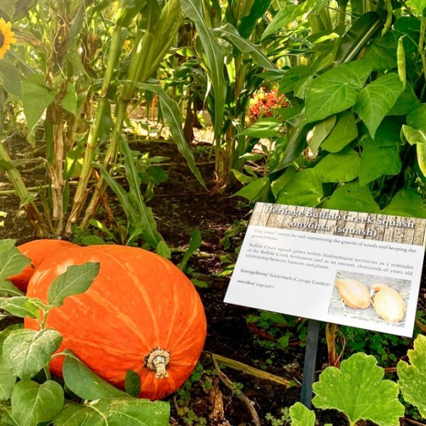 Heritage Buffalo Creek squash in a garden