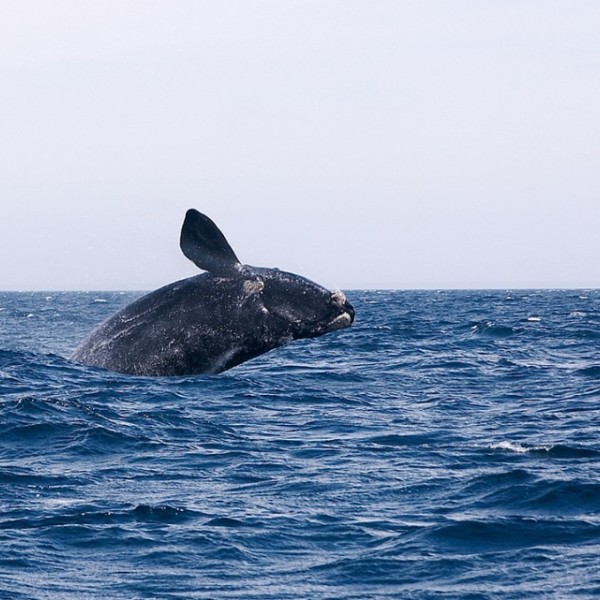 A right whale breaches the surface