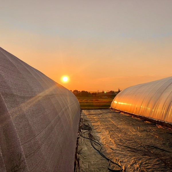 The sun rising between to greenhouses 