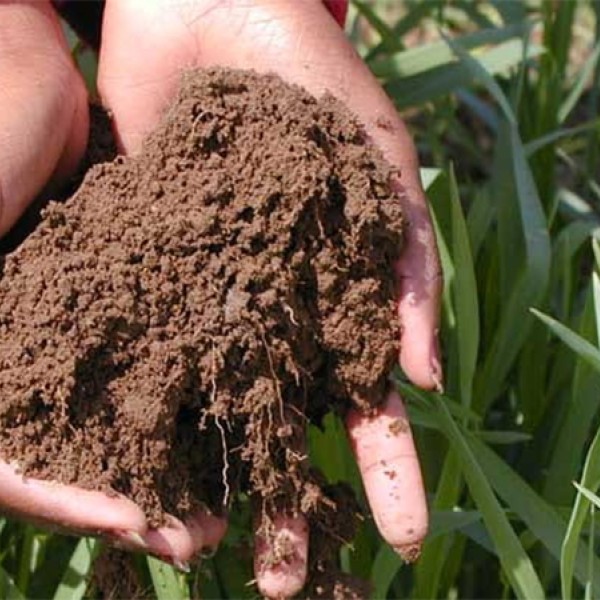 bipoc hands with nail polish holding clump of healthy soil