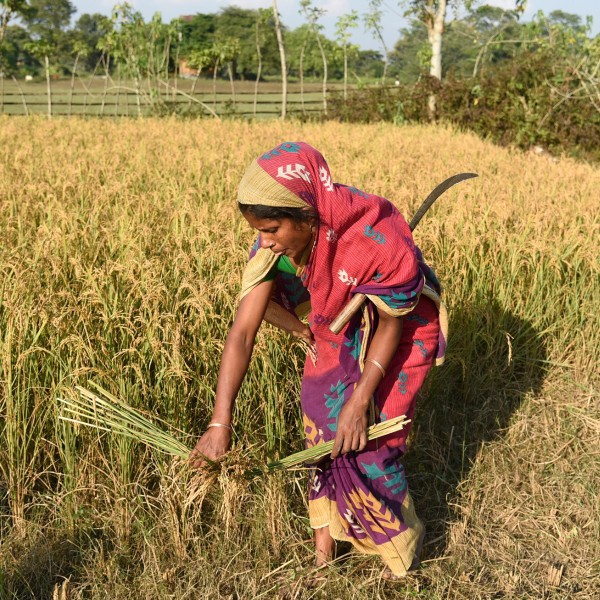 A woman working in a field in India