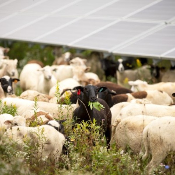 Sheep in a solar field