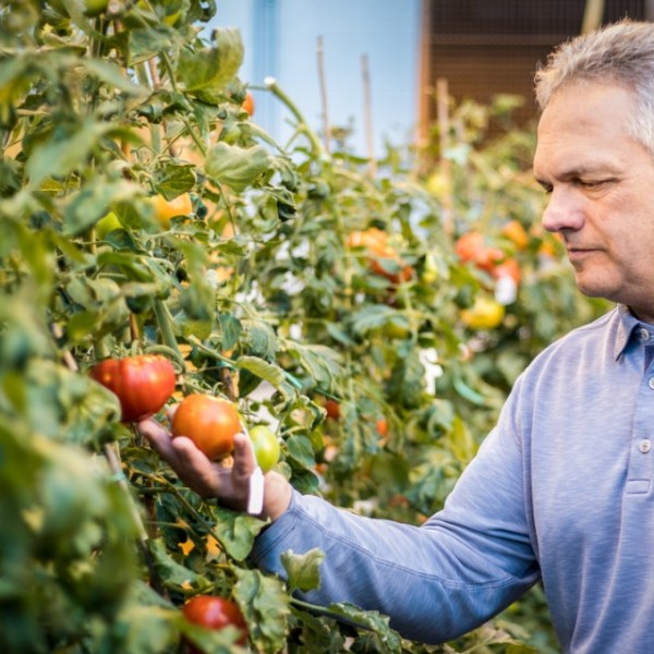 Jim Giovannoni inspecting tomatoes