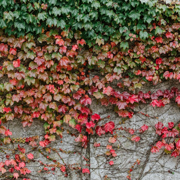 Ivy on Bradfield Hall