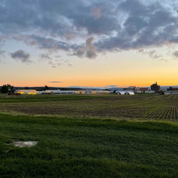 Agricultural fields at sunset