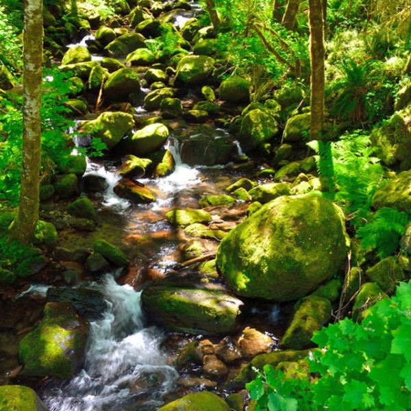 A tree-lined rocky creek