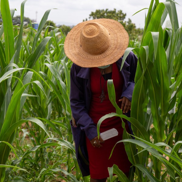 A person working in a corn field
