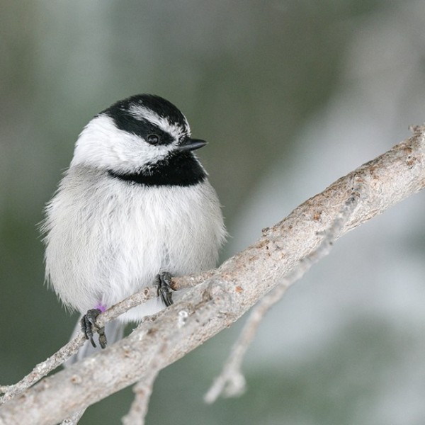 A mountain chickadee