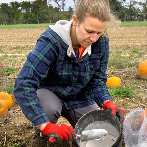 Deborah Aller working in a pumpkin field 