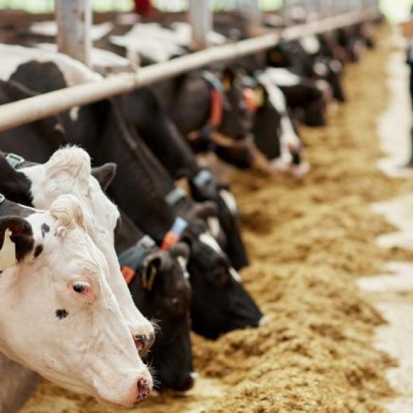 Holstein feed management