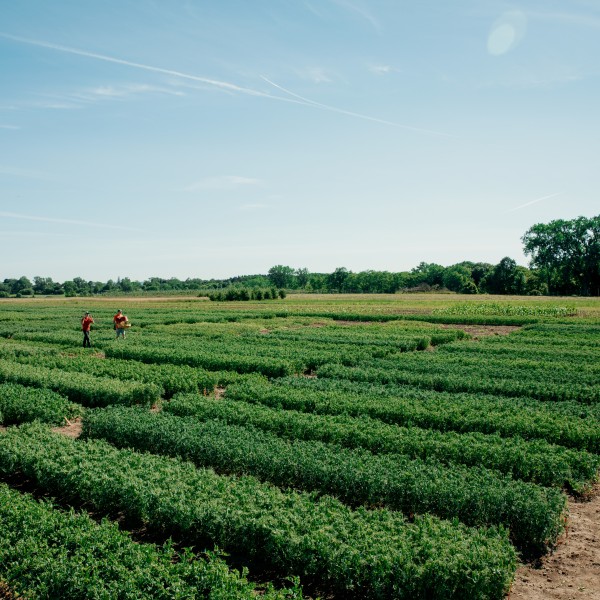 people in a field