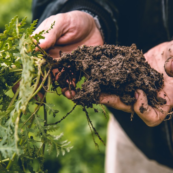 a handful of healthy soil