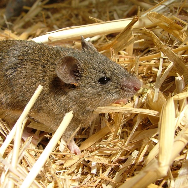 A small, brown house mouse among straw