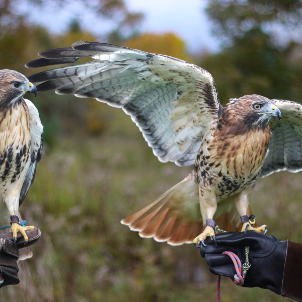 Cornell Raptor Program