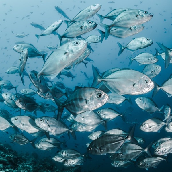 A school of fish underwater