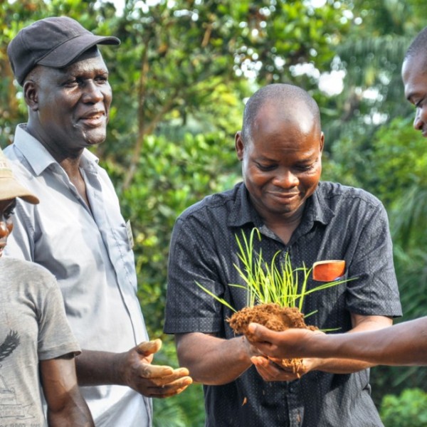 Peace Corps staff and farmers hold rice plants