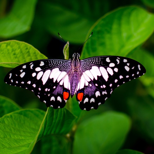 a butterfly on green leaves