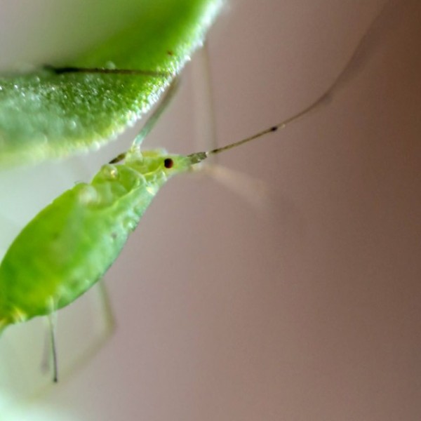 A pea aphid.