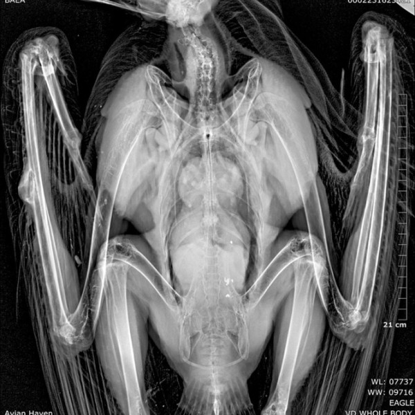 Bald eagle x-ray.