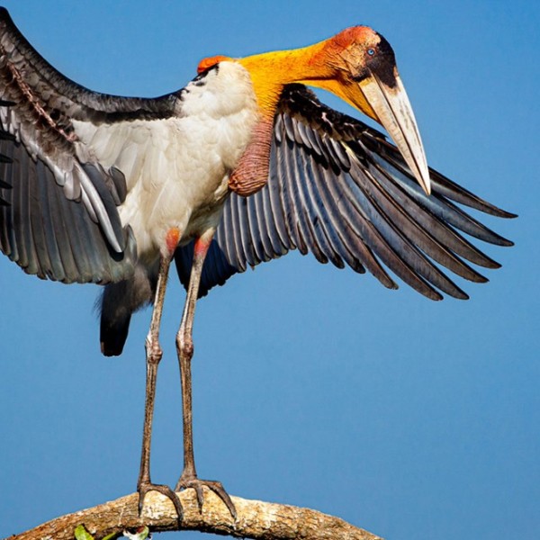 Greater adjutant stork