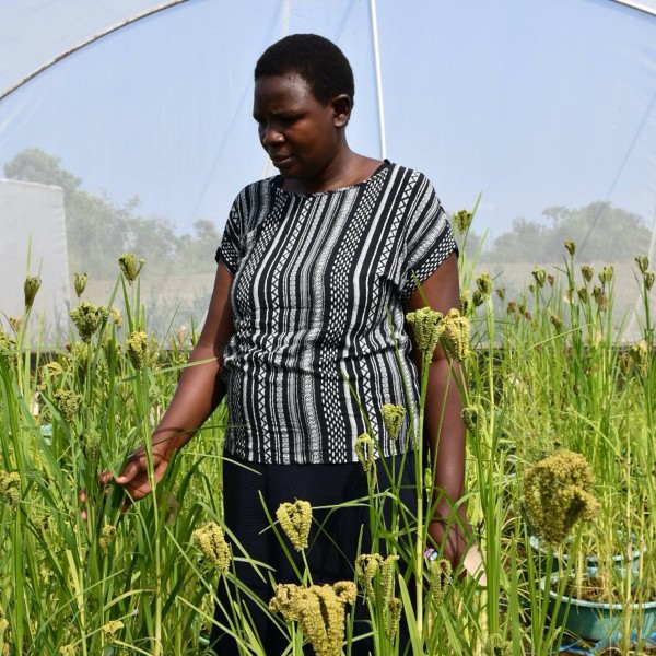 Woman reviews crosses in a screen house