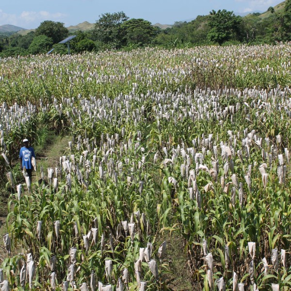 Field of sorghum in Haiti