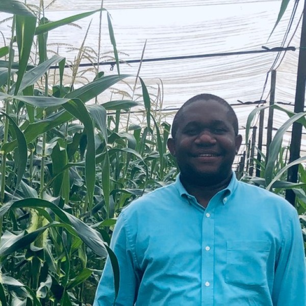 A man stands near corn growing in a greenhouse
