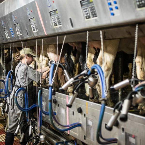 A student working in the teaching dairy barn